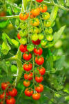 Image result for Candyland tomato