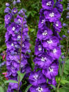 Delphinium elatum 'Purple Passion' - Buy Online at Annie's Annuals