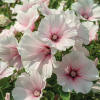 Dwarf Pink Blush Lavatera - Flowers And Bulbs | Veseys