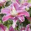 Double Oriental Lily Sweet Rosy Bulbs Very Fragrant SHIP OCTOBER | Lily  plants, Oriental lily, Lilium