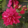 Clematis Red Star - plant, care and cultivation. Clematis Red Star -  varieties, species and types. The Plant Encyclopedia