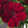 Venti Parfait Crimson | Syngenta Flowers