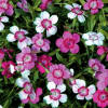 Image result for Micro Chips dianthus
