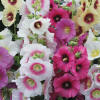 Halo Mix Hollyhock - Flowers And Bulbs | Veseys