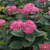 Invincibelle Ruby - Smooth hydrangea - Hydrangea arborescens | Proven  Winners