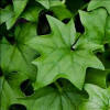 German Ivy | House plant care, Plant leaves