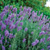 LAVANDULA - intermedia 'Phenomenal' / Lavender  Paramount Garden Centre