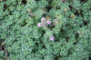 Thymus pseudolanuginosus (Woolly Thyme)