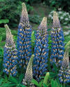 The Governor Lupine Seeds - Perennial Flower Seeds