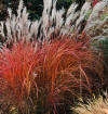 Miscanthus sinensis 'Fire Dragon' | Fire Dragon Maiden Grass | CANADA