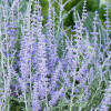 Lacey Blue Russian sage - FineGardening
