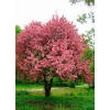 Online Orchards Prairie Fire Flowering Crabapple Tree Bare Root FLCA002 -  The Home Depot