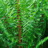 Image result for Cinnamon Fern (Osmunda cinnamomea)