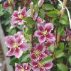 Little Duckling Clematis: Piilu clematis, small plant fits just about  anywhere.