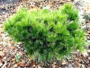 Pinus strobus &#39;Horsford&#39; Dwarf Eastern White Pine - Kigi Nursery