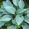 Hosta (Tardiana Group) 'Halcyon' Plantain lily x 'Green Halcyon' 'Holstein'  Care Plant Varieties & Pruning Advice