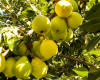 Ure Pear Tree | Hardy Fruit Tree Nursery