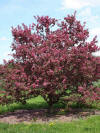 Crabapple 'Courageous' for Sale Online and In Store Calgary, Alberta