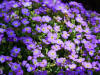 Rock Cress Ground Cover: Information On Growing And Care Of Rock Cress  Plants