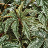 Proven Accents Pegasus - Begonia hybrid | Proven Winners