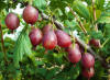 Thornless Gooseberry | Captivator Red Gooseberrry | Ribes 'Captivator'