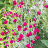 Rose Campion 'Gardener's World' - Lychnis coronaria plants - Select Seeds