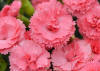 Dianthus 'Classic Coral' (Pink)