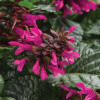 Rockin' Fuchsia - Salvia hybrid | Proven Winners