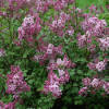 Scent and Sensibility Pink - Lilac - Syringa x | Proven Winners