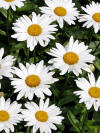 Image result for Silver Princess shasta daisy