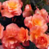 Image result for apricot Solenia Begonias