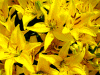 TINY BEE' Dwarf Asiatic Lily (Lilium x asiatica 'tiny bee')  Champlain  Peony Company