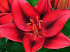 TINY ROCKET' Dwarf Asiatic Lily (Lilium x asiatica 'tiny rocket')   Champlain Peony Company