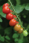 Image result for Sugar Rush tomato