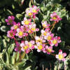 Plant Profile for Saxifraga 'Whitehill' - Encrusted Saxifrage Perennial