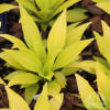 Plant Profile for Hosta 'Munchkin Fire' - Miniature Hosta Perennial
