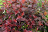 Great Plant Pick: Physocarpus opulifolius 'Center Glow,' ninebark |  HeraldNet.com