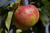 Hardi-Mac Apple (Malus 'Hardi-Mac') in Edmonton St Albert Sherwood Park  Stony Plain Alberta AB at Millcreek Nursery Ltd